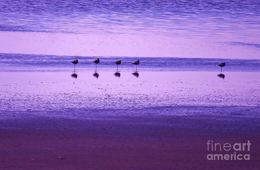 American Avocets Photograph - Avocets Resting in the Sunset by Michele Penner