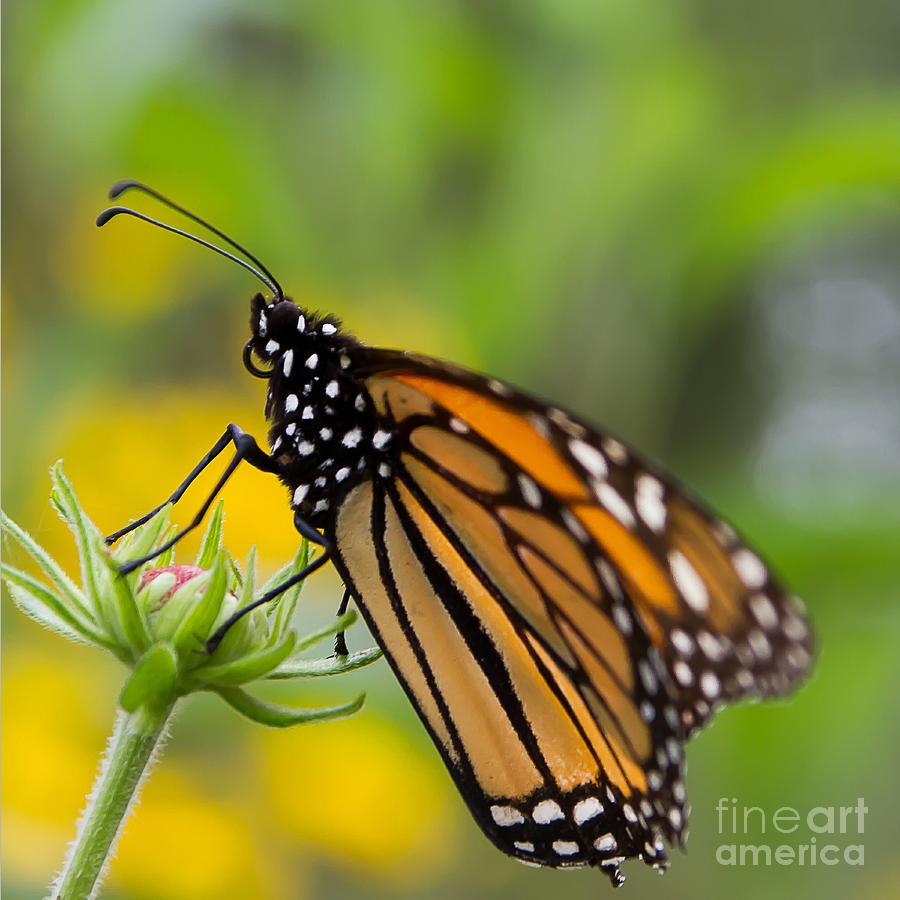 Resting Monarch Butterfly Photograph by Nikki Vig