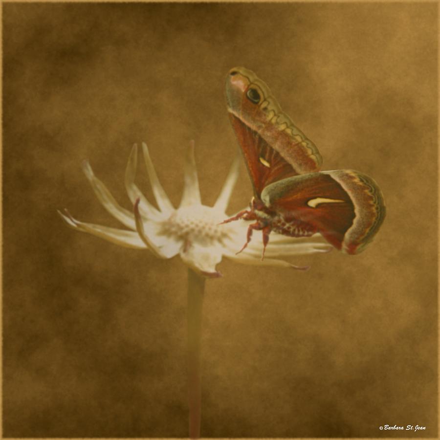 Resting Moth Mixed Media by Barbara St Jean