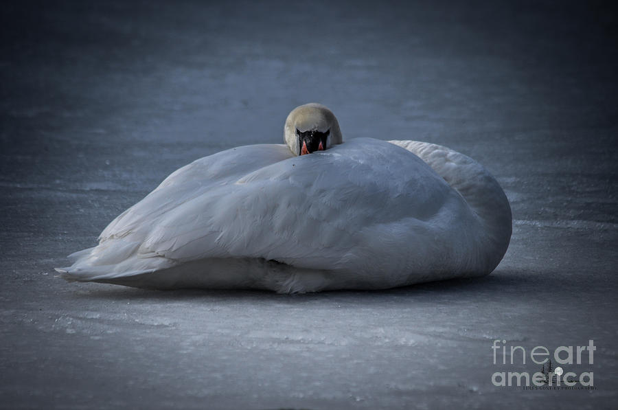 Resting Mute Swan Photograph by Ronald Grogan