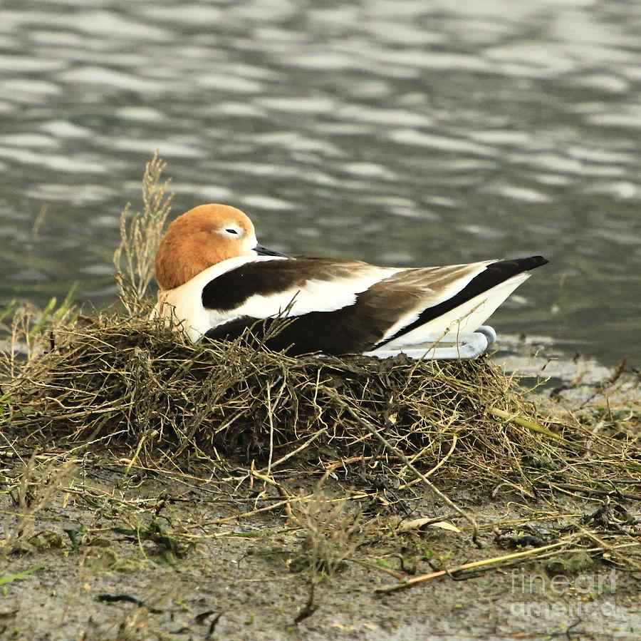Resting Nesting Avocet  Photograph by Roxie Crouch