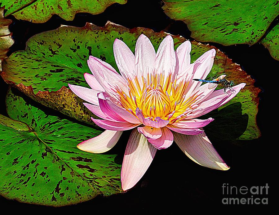 Resting on a Water Lily Photograph by Nick Zelinsky Jr