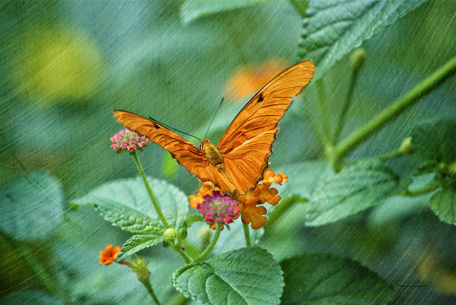 Butterfly Photograph - Resting Orange Butterfly by Thomas Woolworth