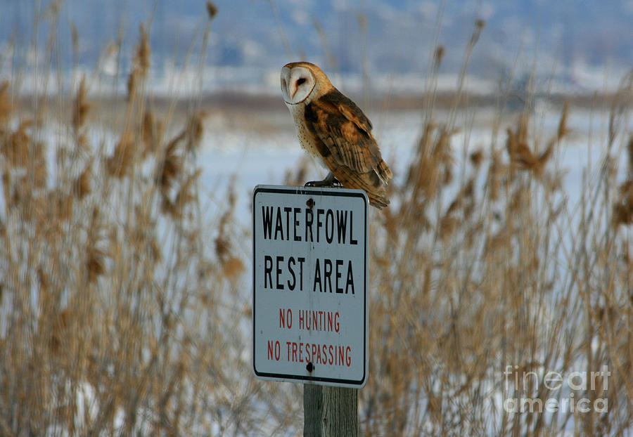 Resting Owl Photograph by Marty Fancy