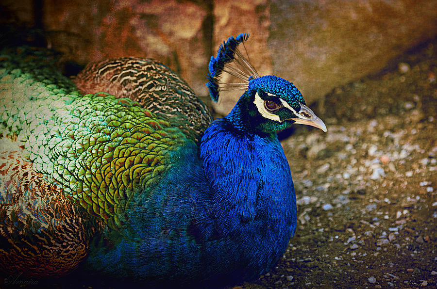 Peacock Photograph - Resting Peacock by Maria Angelica Maira