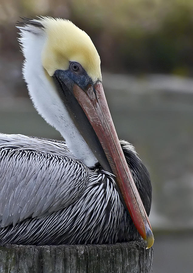 Resting Pelican Photograph by Bill Chambers