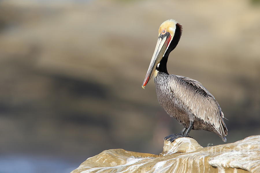 Pelican Photograph - Resting pelican by Bryan Keil