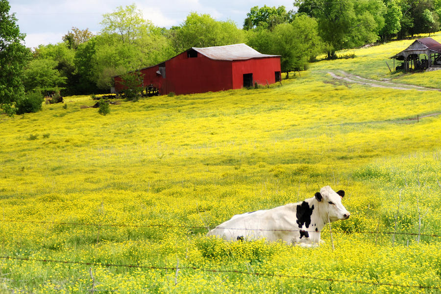 Cow Photograph - Resting Place by Amy Tyler