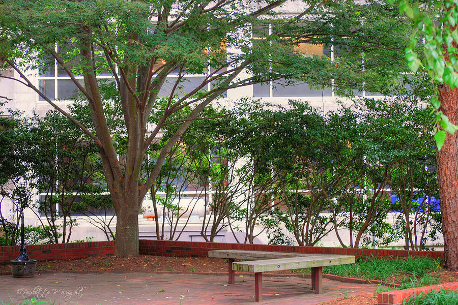Resting Place Benches - NC State Photograph by Paulette B Wright