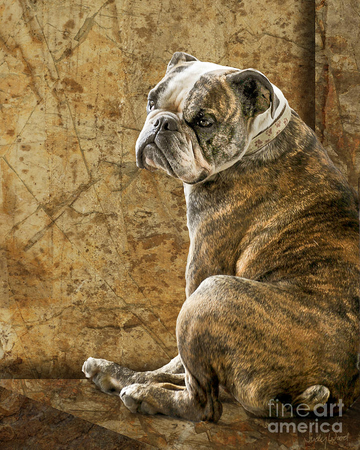 English Bulldog Digital Art - Resting Place by Judy Wood