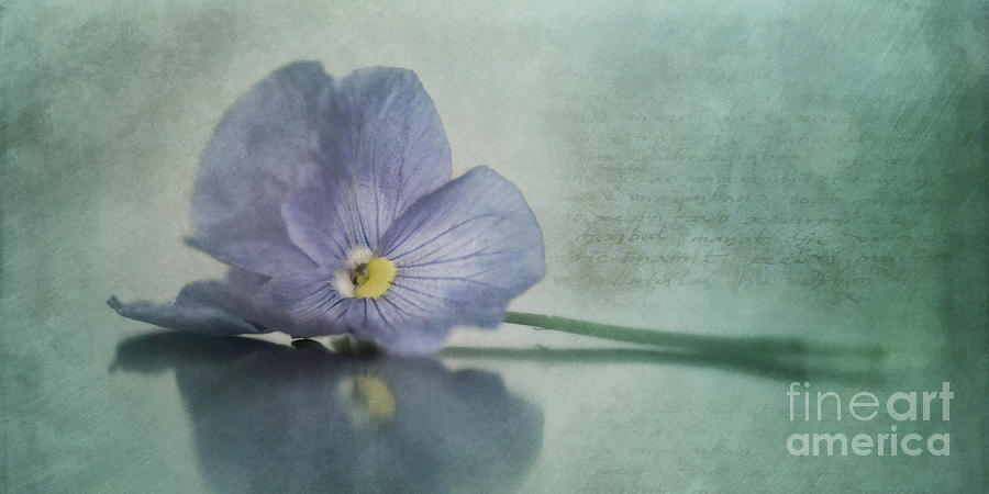 Flower Photograph - Resting by Priska Wettstein