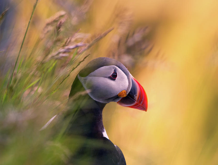 Puffin Photograph - Resting Puffin by Bj?rn A Hveding