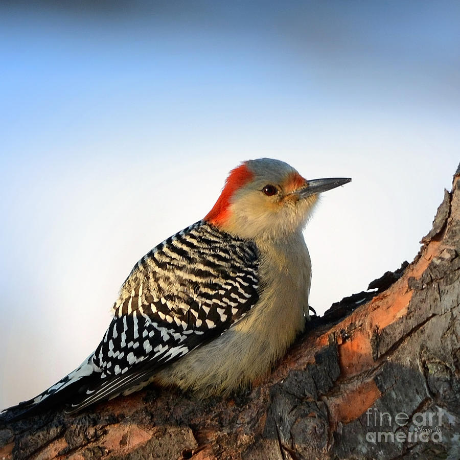 Resting Red-bellied Woodpecker Photograph by Nava Thompson