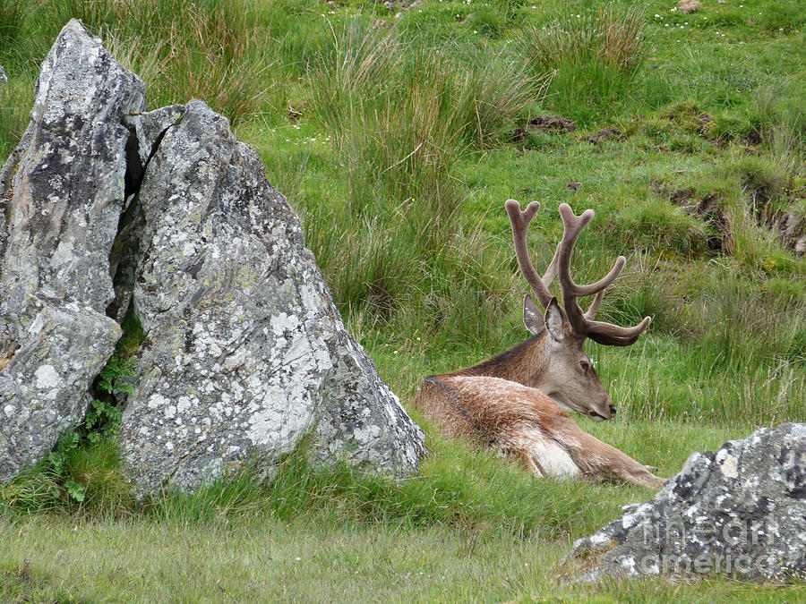 Resting Red Deer Stag Photograph by Phil Banks
