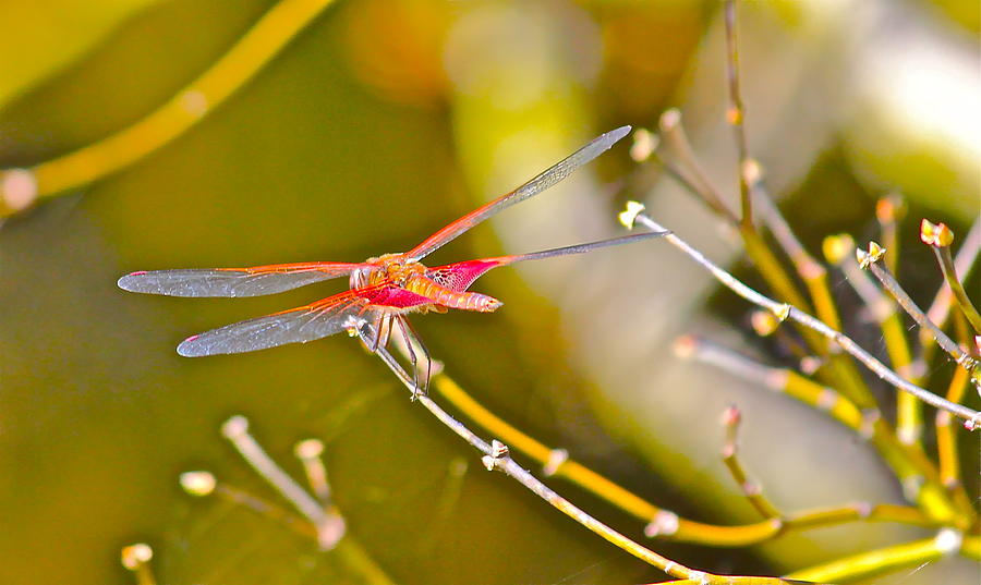 Resting Red Dragonfly Photograph by Cyril Maza