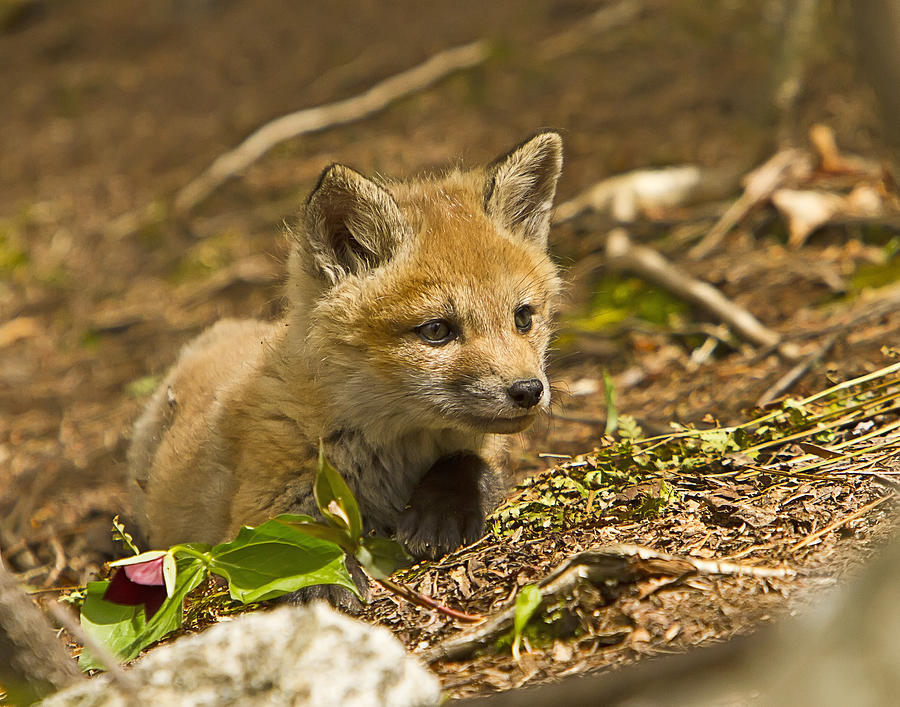 Resting Red Fox Kit Photograph by John Vose