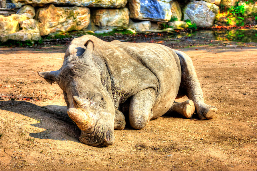 Resting Rhino Photograph
