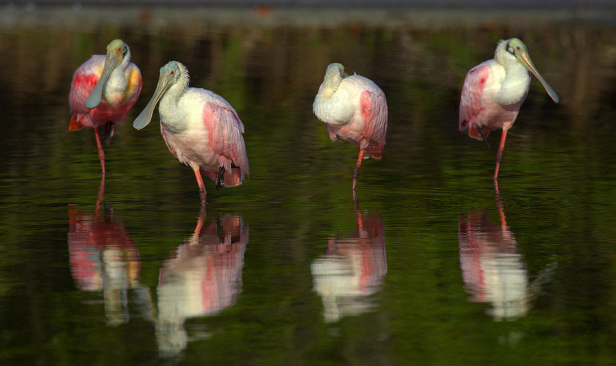 Resting Roseates Photograph by Myrna Bradshaw - Fine Art America