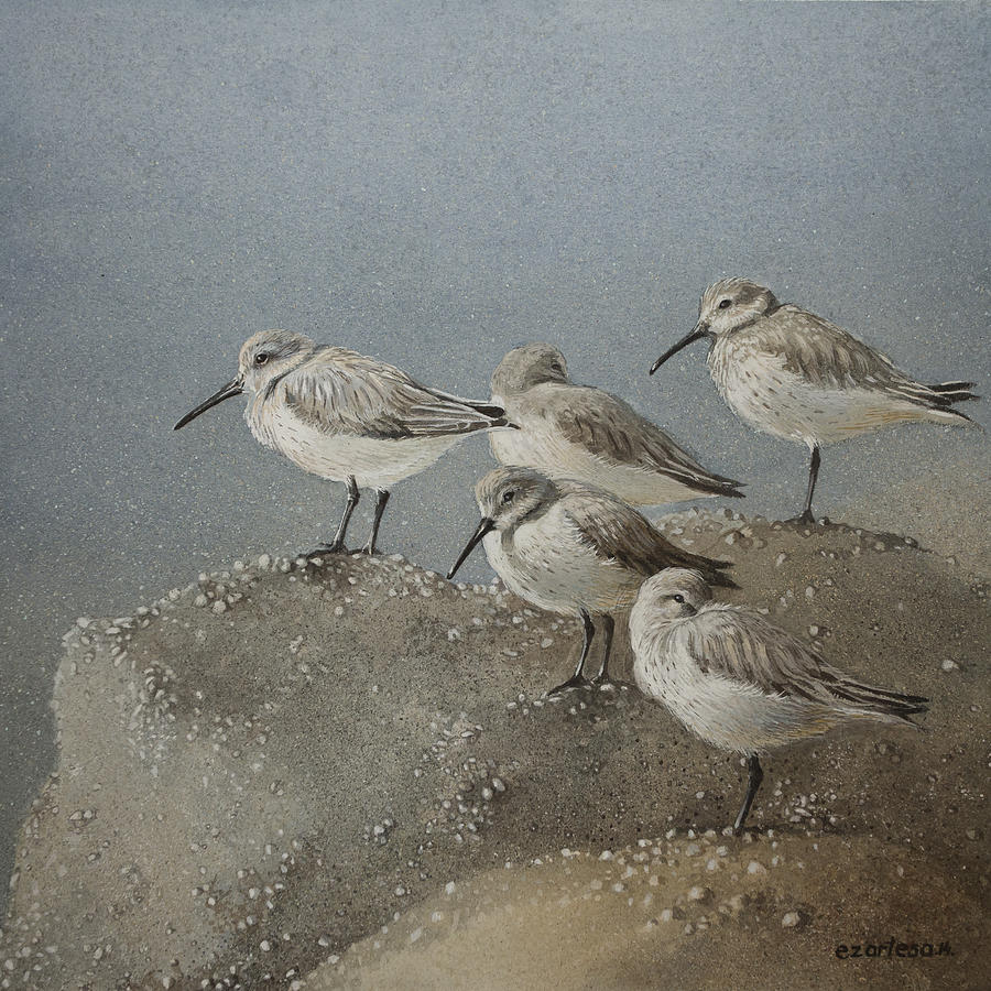 Resting Sanderlings 1 Painting Painting by Ezartesa Art