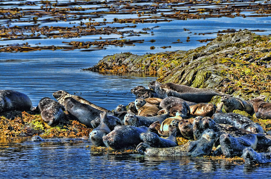 Resting Sea Lions Photograph by Allen Beatty