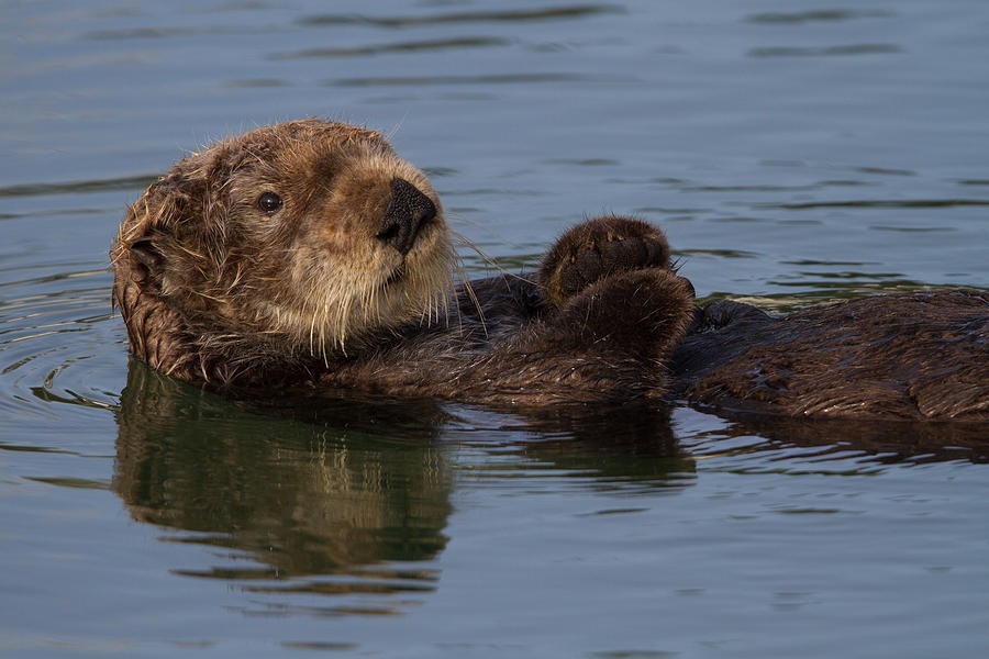 Resting Sea Otter Photograph by Don Baccus - Fine Art America