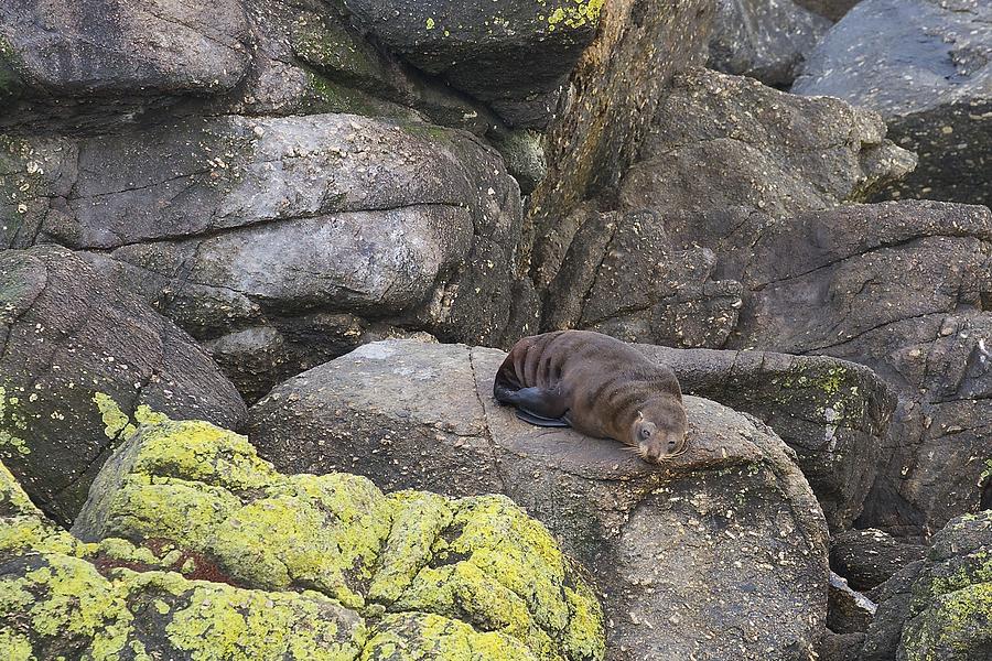Resting Seal Photograph by Stuart Litoff