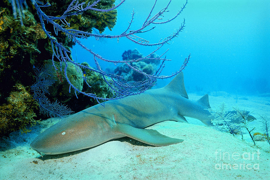 Resting Shark Photograph by Aaron Whittemore