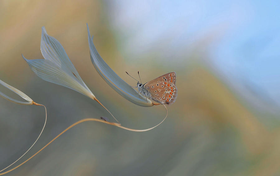 Butterfly Photograph - Resting Smoothly... by Thierry Dufour