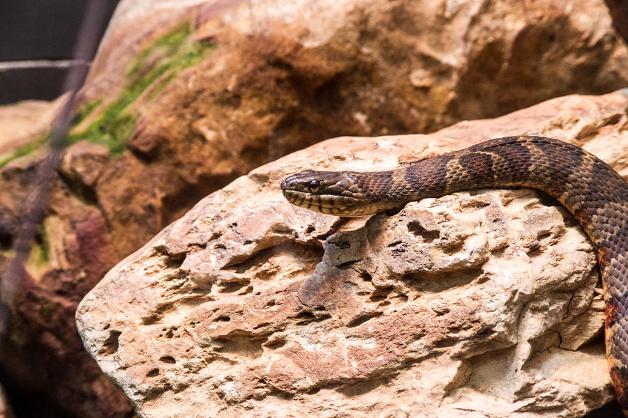 Resting Snake Photograph by Douglas Barnett