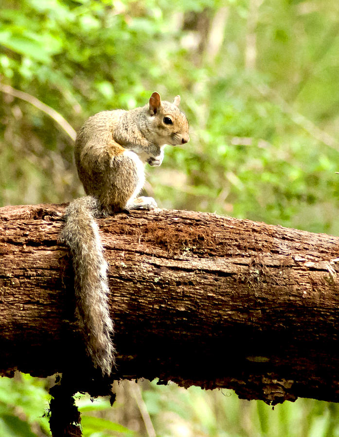 Grey Squirrel Photograph - Resting Squirrel by Norman Johnson Grey Squirrel Photograph - Resting Squirrel by Norman Johnson