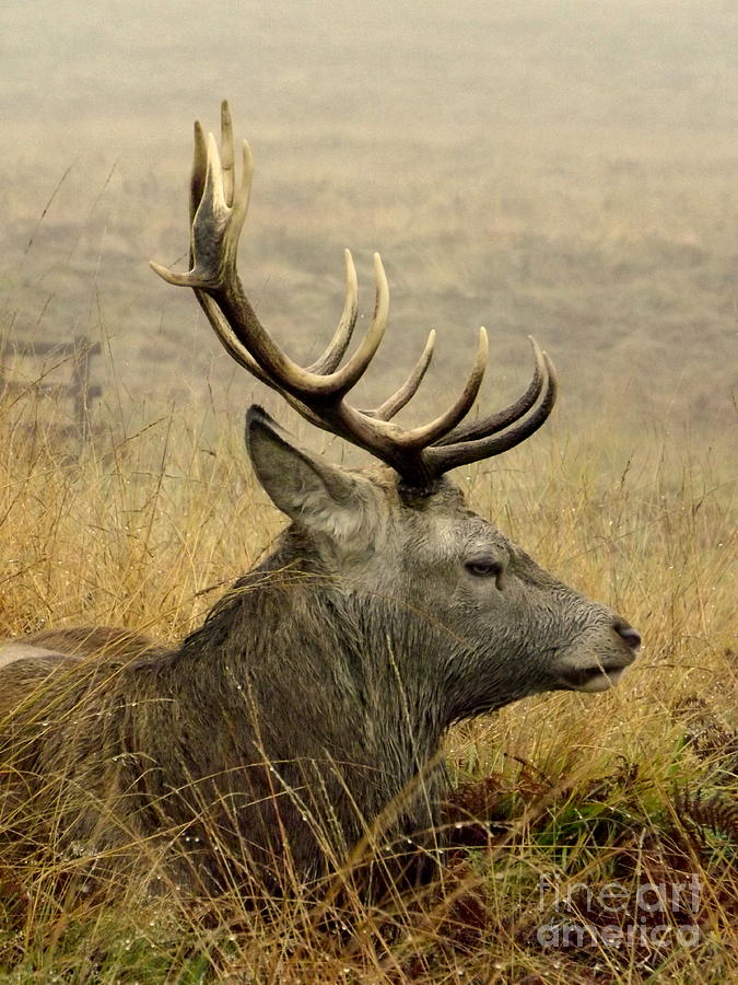 Resting stag Photograph by Linsey Williams