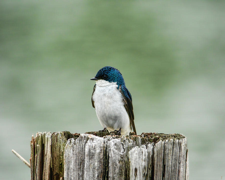 Resting Swallow Photograph by Jai Johnson