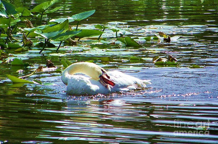 Resting Swan Photograph