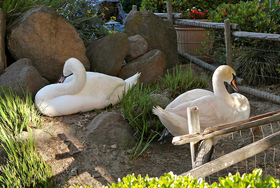 Resting Swan Mates Photograph by Michele Myers