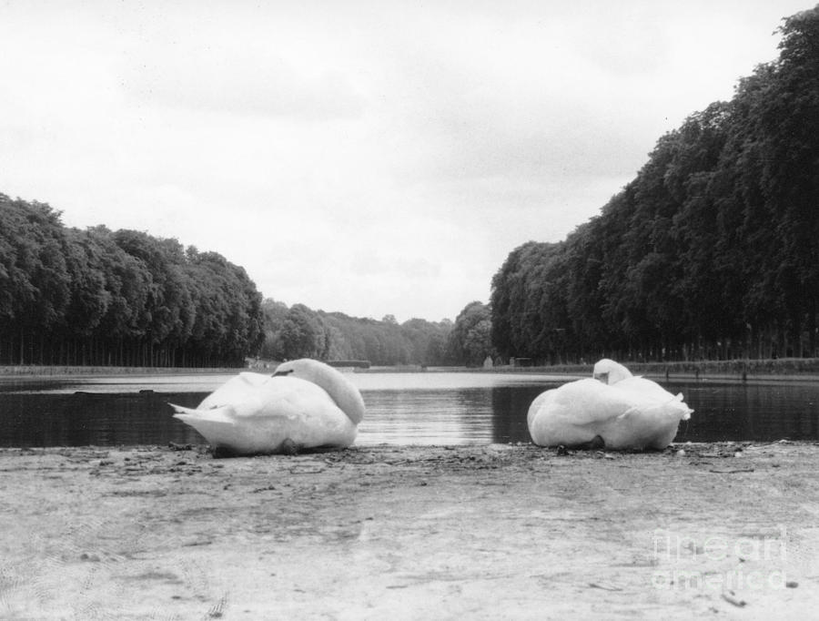 Resting Swans Photograph by Christine Jepsen