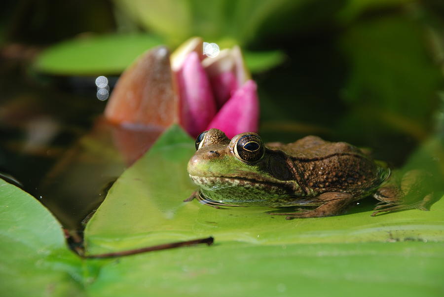 Resting Time On The Lily Photograph by Janice Adomeit