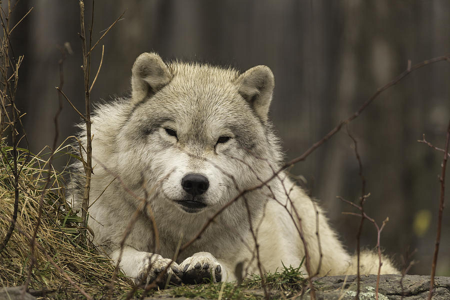 Resting wolf Photograph by Josef Pittner