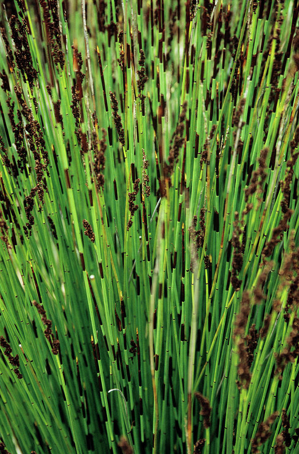 Restios Plants Photograph by Cristina Pedrazzini/science Photo Library ...