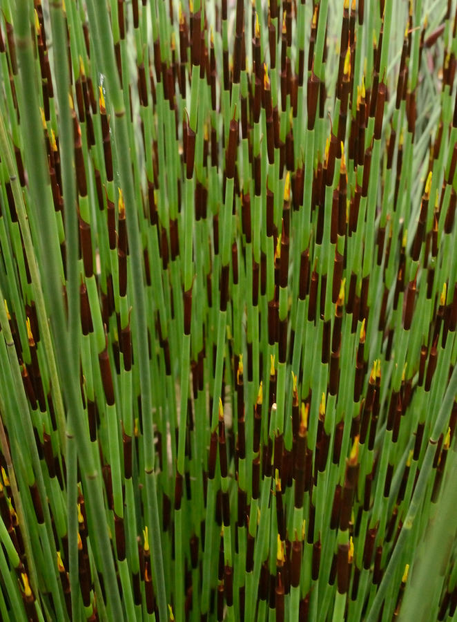 Restios Reed A Close Up Photograph by Tom Wurl