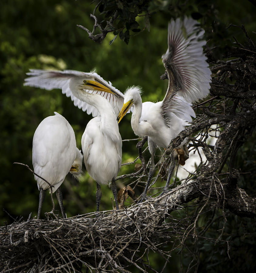 Restless Teenage Egrets Photograph by Donald Brown