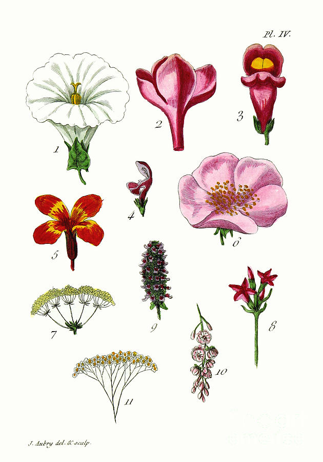 Restored 1788 Flower Illustration Photograph by Phil Cardamone