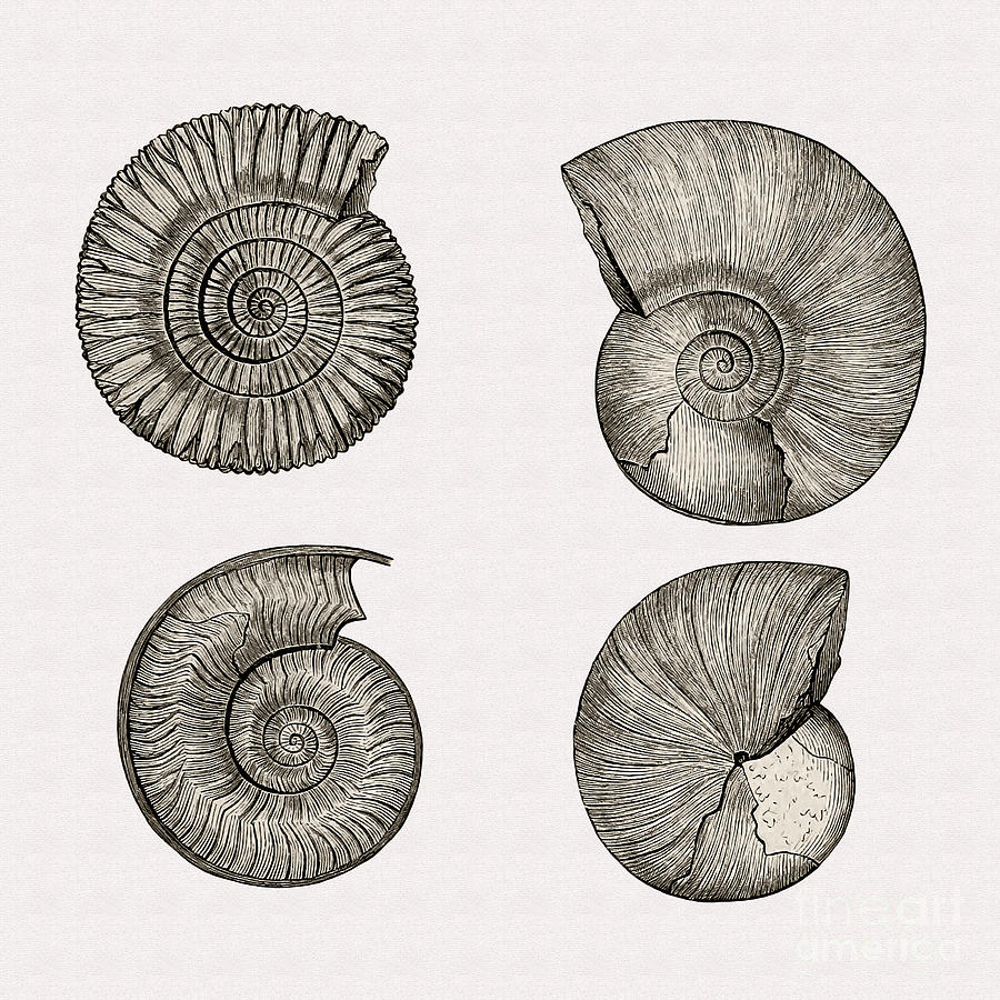 Restored 1893 Ammonite Illustration Photograph by Phil Cardamone