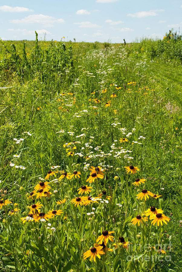 Restored Tall Grass Prairie At The Herbert Hoover National Historic Site Outside West Branch 