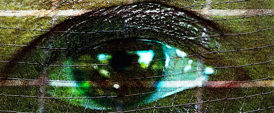 Restrained Gaze - Eye - Focus Photograph by Marie Jamieson