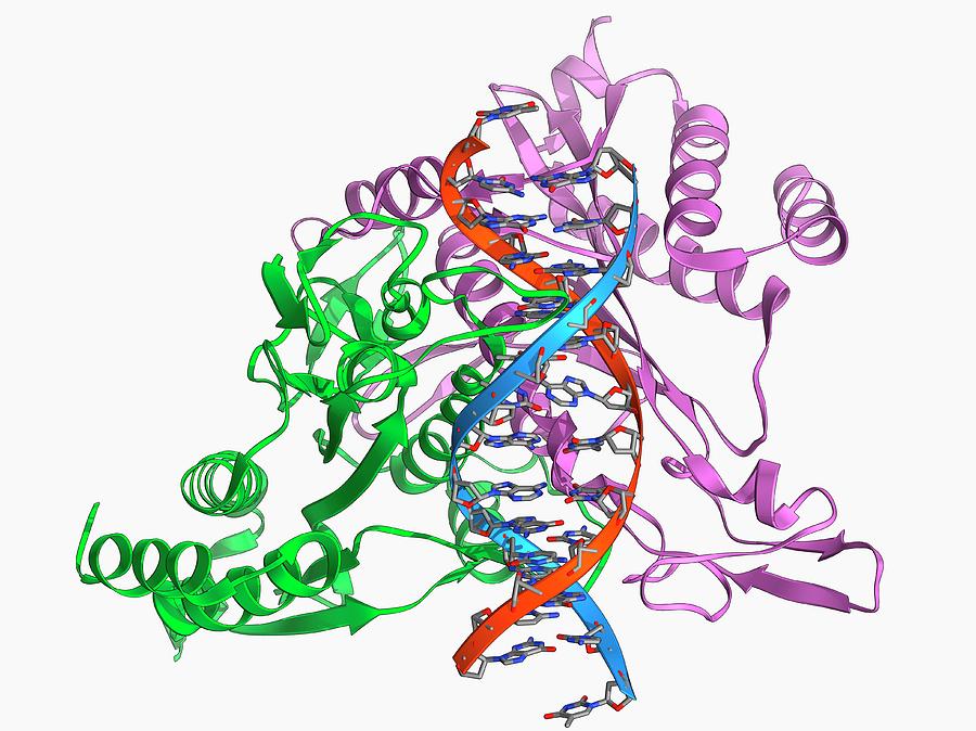 Restriction Enzyme And Dna Photograph By Laguna Designscience Photo Library Fine Art America 1119