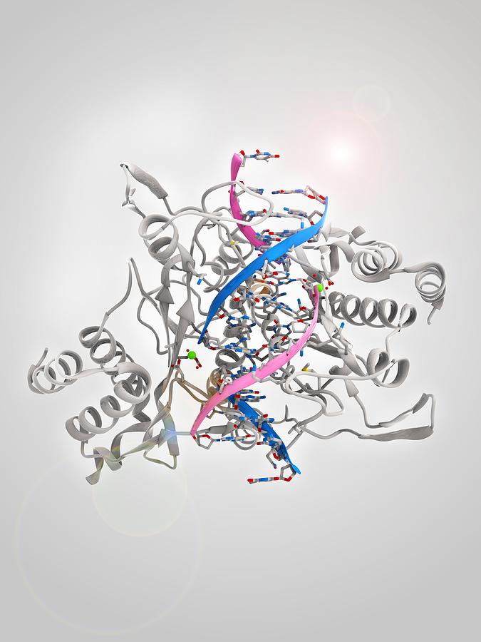 Biochemical Photograph - Restriction enzyme and DNA by Science Photo Library