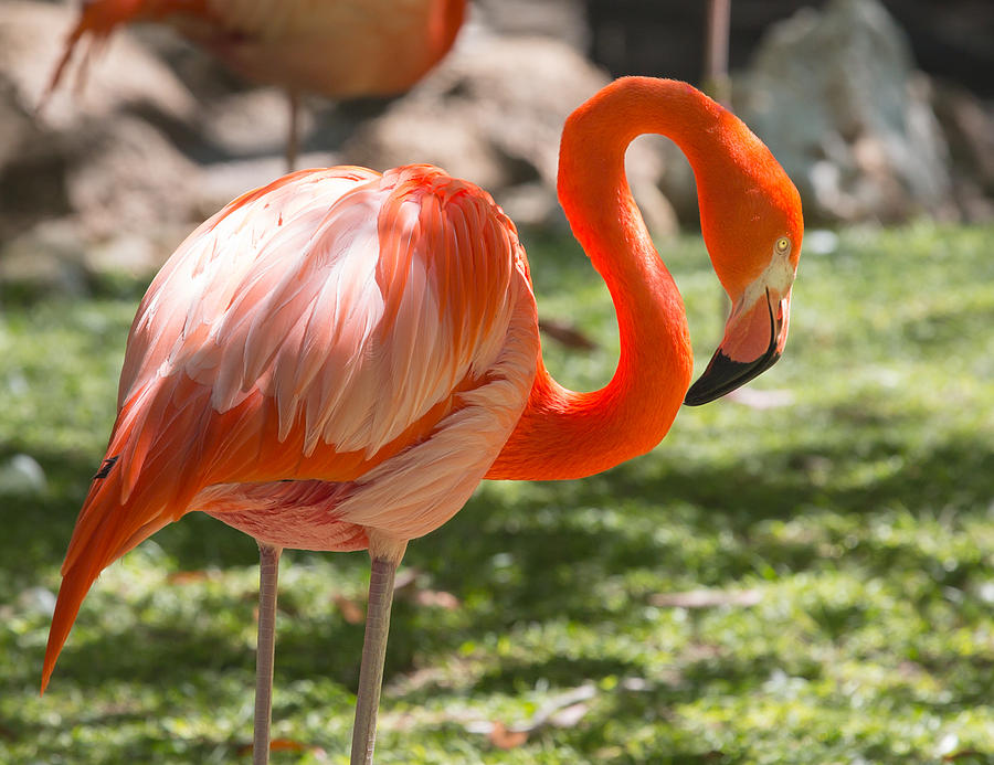 Reticent Flamingo Photograph by John M Bailey