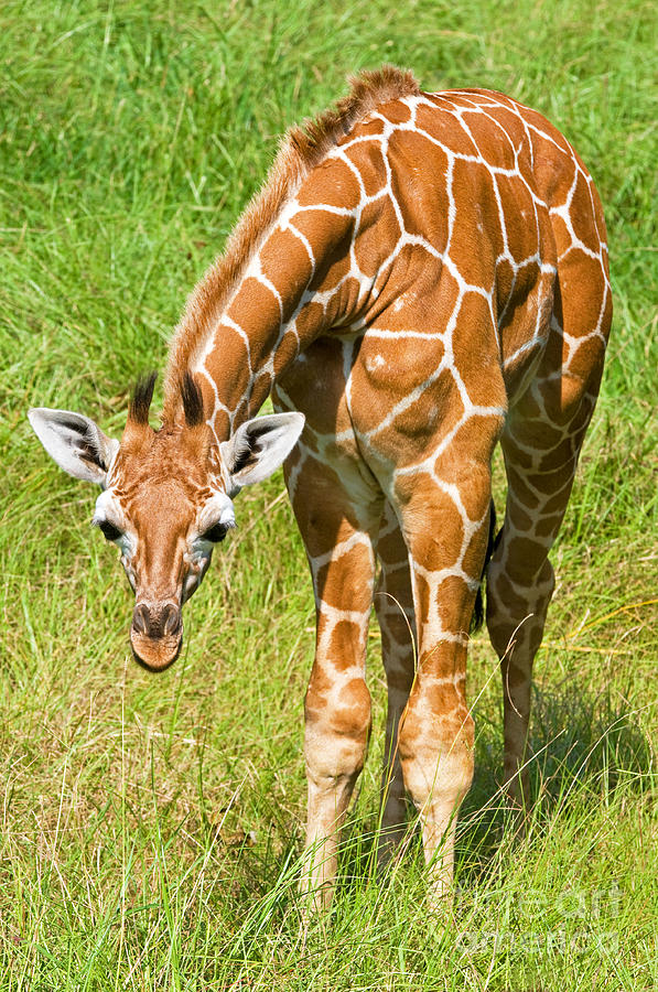 Reticulated Giraffe 6 Week Old Calf Photograph by Millard H. Sharp