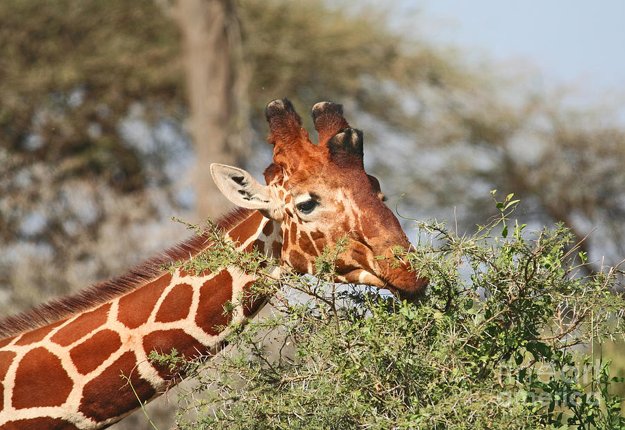 Nature Photograph - Reticulated Giraffe browsing acacia Kenya by Liz Leyden