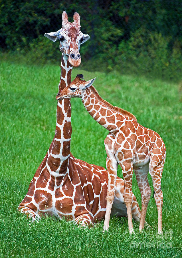 Reticulated Giraffe Calf With Mother Photograph by Millard H. Sharp